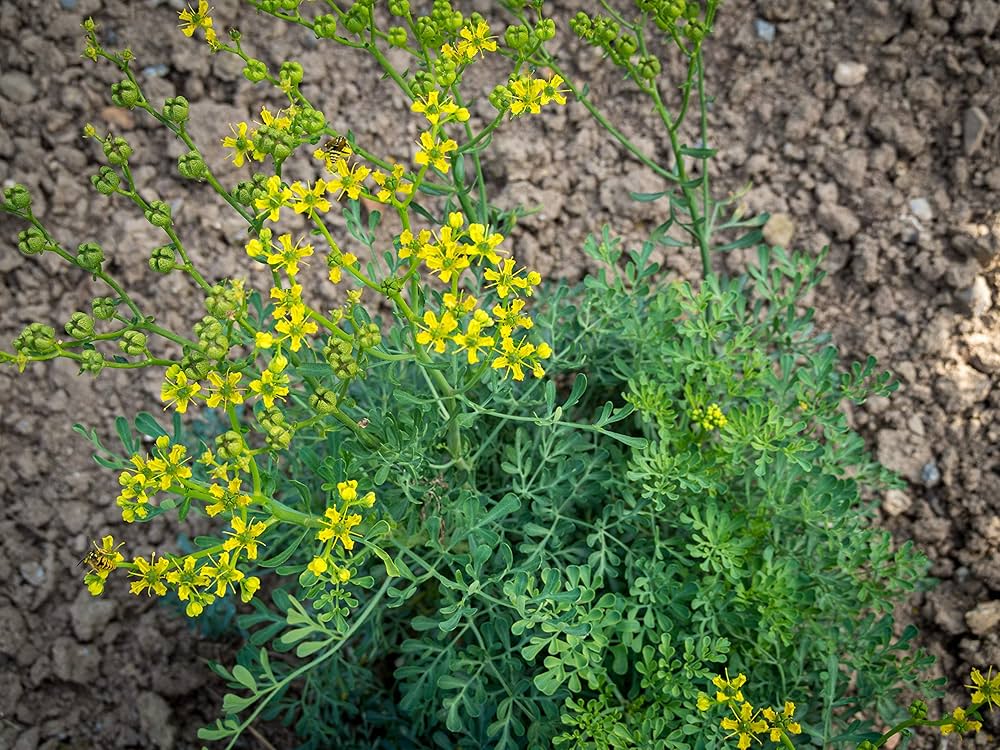 Rue Ruta flower seeds