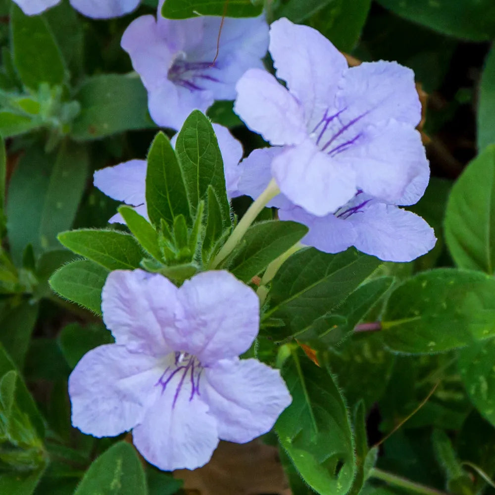 Ruellia Humilis flower seeds