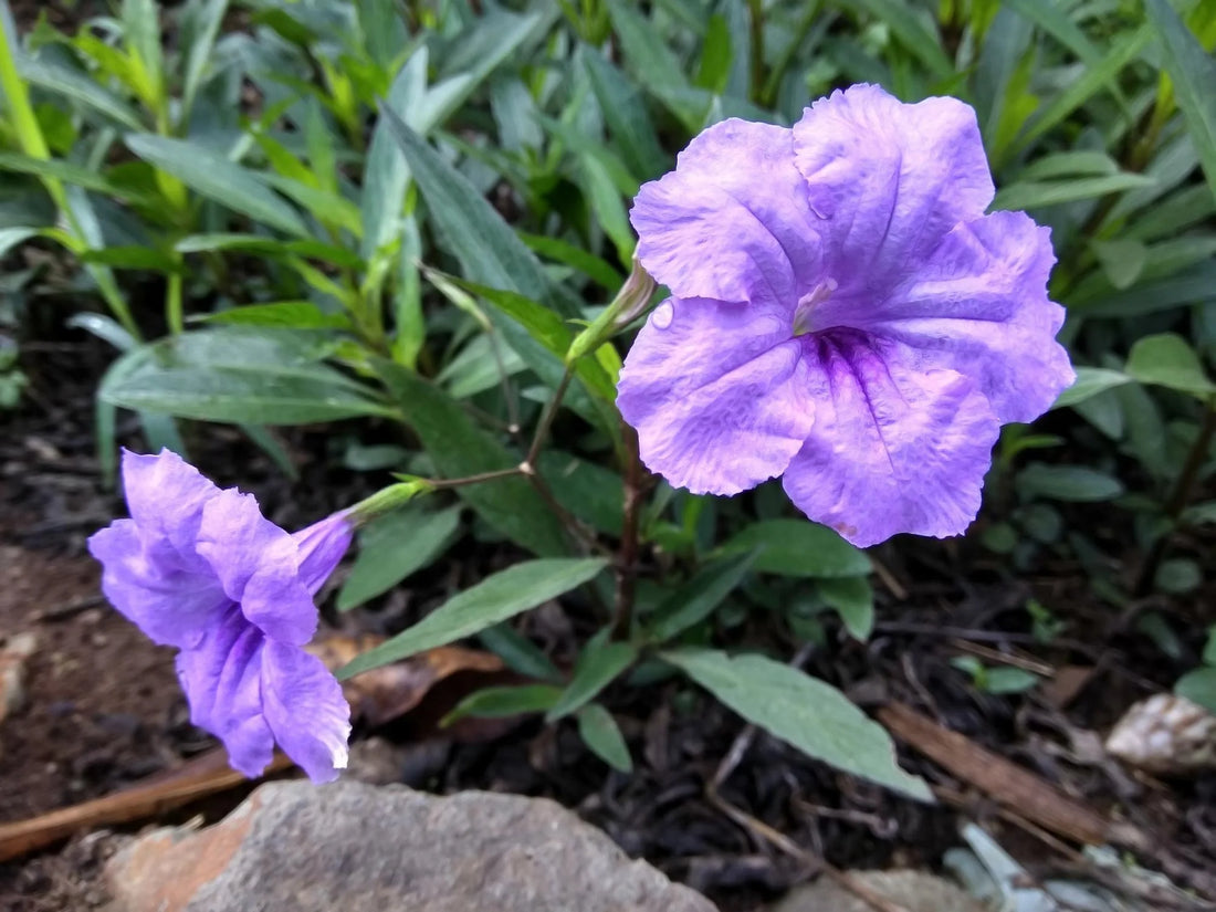 Mexican Pansy flower seeds