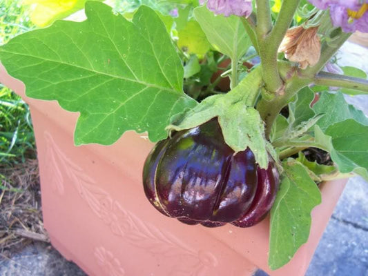 red eggplant seeds