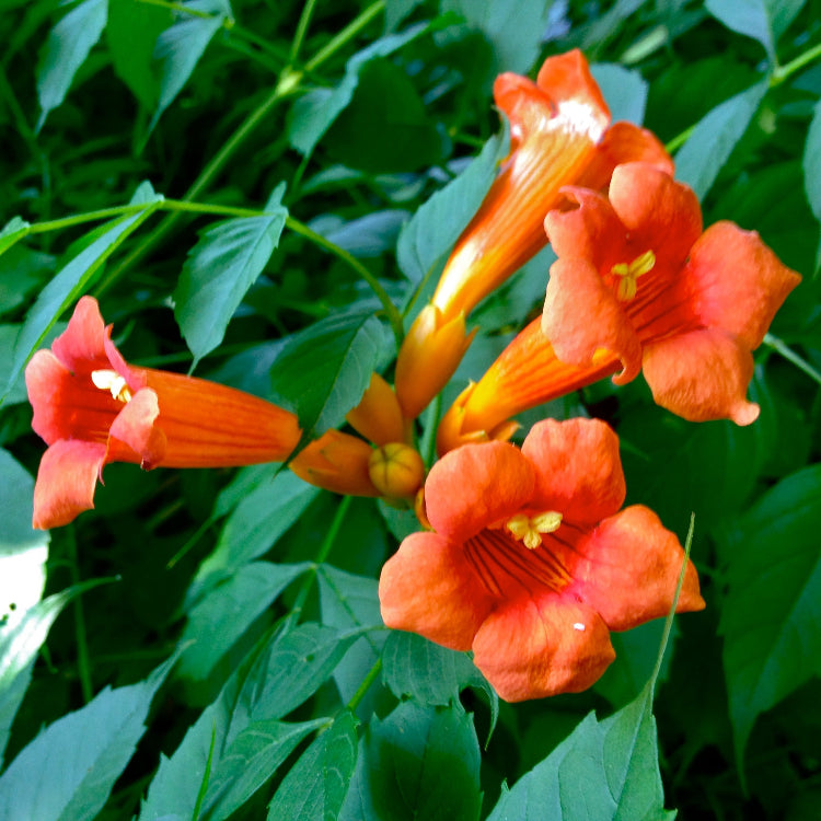 Radicans Trumpet Vine plant