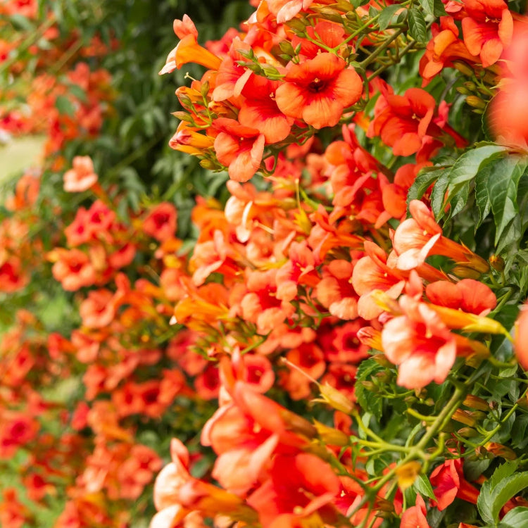 Radicans Trumpet Vine plant