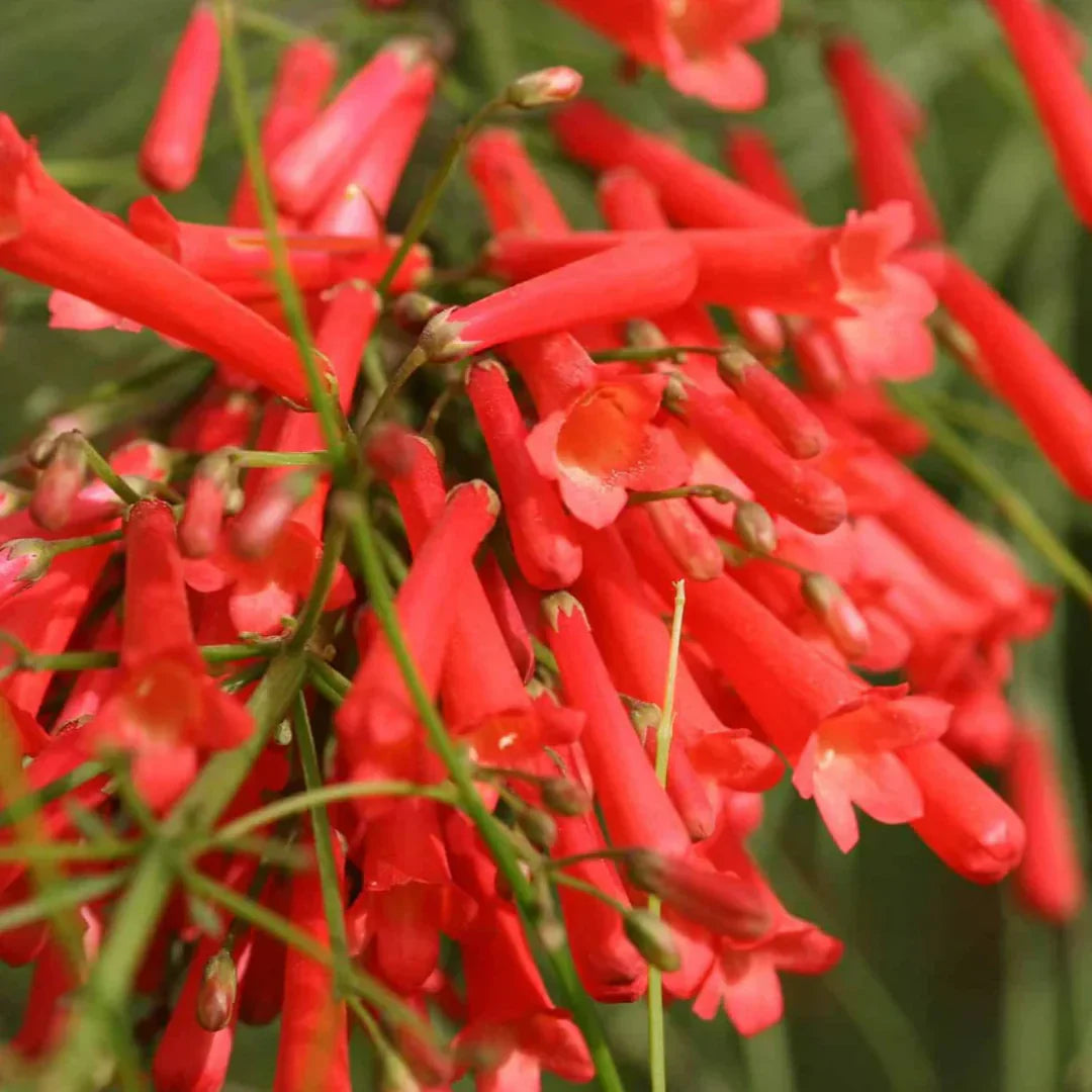 Red Cascade flower seeds
