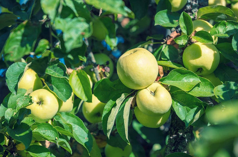 Antonovka Apple Tree Seeds for Planting – Heirloom Non-GMO Garden Seeds