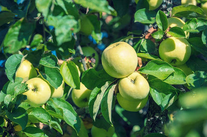Antonovka Apple Tree Seeds for Planting – Heirloom Non-GMO Garden Seeds