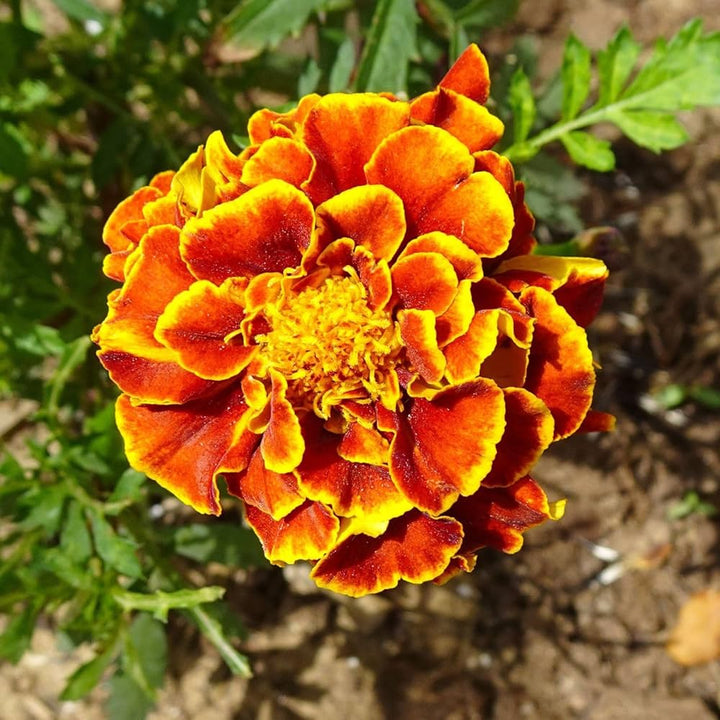 Russian Marigold flower seeds