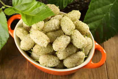 Russian Mulberry Fruit Seeds for Planting – Heirloom Non-GMO Garden Seeds