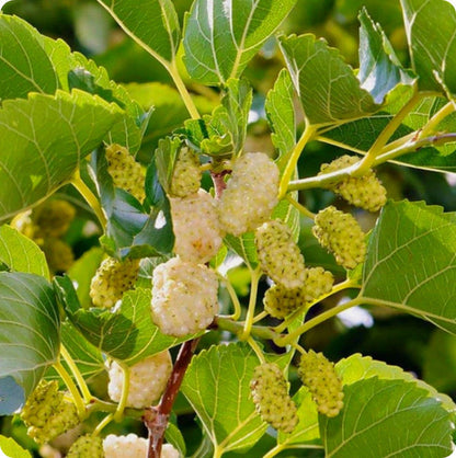 russian mulberry seeds