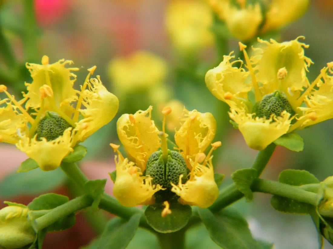 Yellow Ruta flower seeds