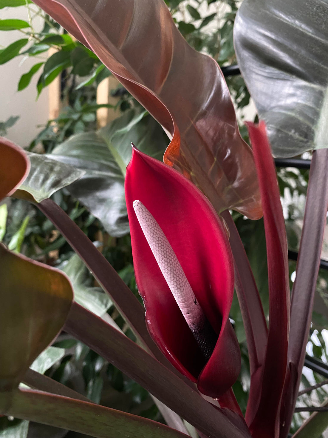 Philodendron flower seeds