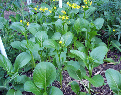 Tsoi Sim Seeds for Planting – Chinese Flowering Cabbage Seeds