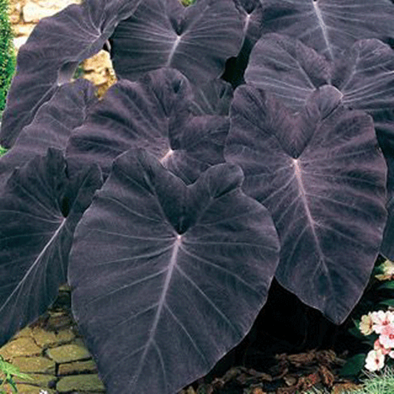 Black Caladium flower seeds