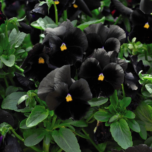 Black Azalea flower seeds