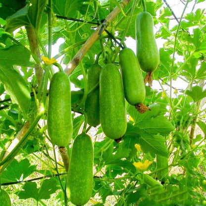 Hairy Gourd Seeds