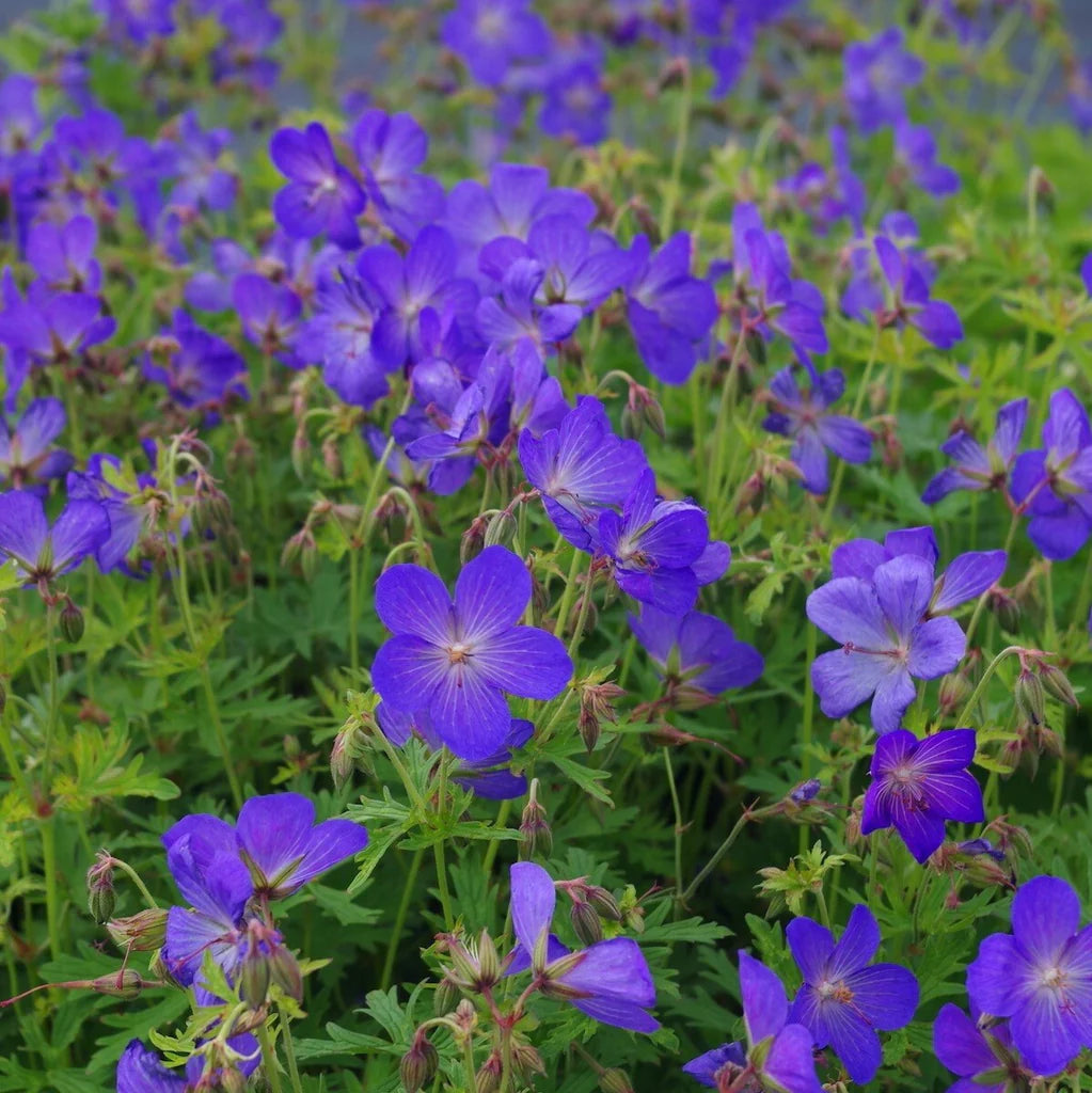 Navy Blue flower seeds
