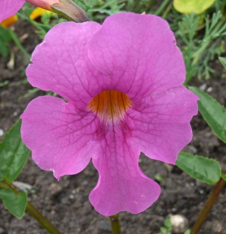 Incarvillea flower seeds