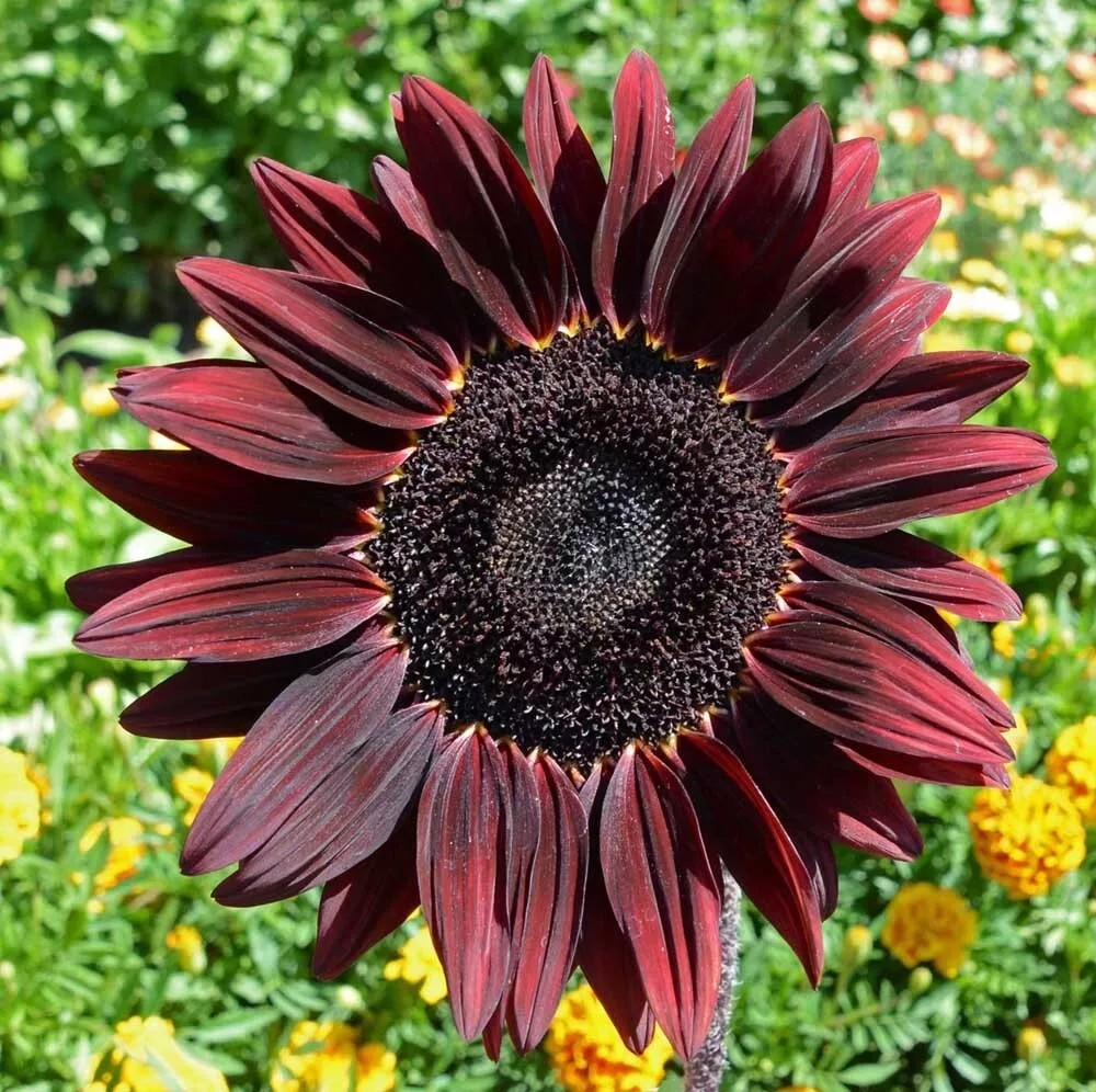 Cherry Sunflower flower seeds