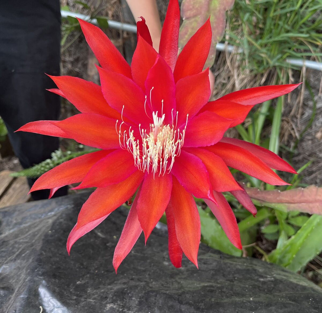 Epiphyllum flower seeds