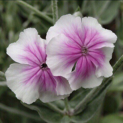 Blush Lychnis Coronaria plant