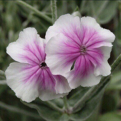 Blush Lychnis Coronaria plant