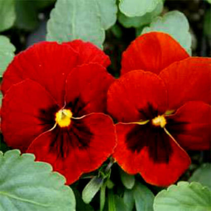 Alpenglow Pansy Viola plant