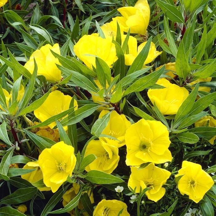 Primrose Oenothera Macrocarpa plant