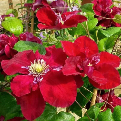 Red and Purple Clematis Flower Seeds for Planting – Heirloom Non-GMO Garden Seeds