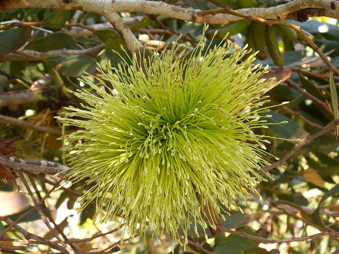 Eucalyptus Lehmannii flower seeds