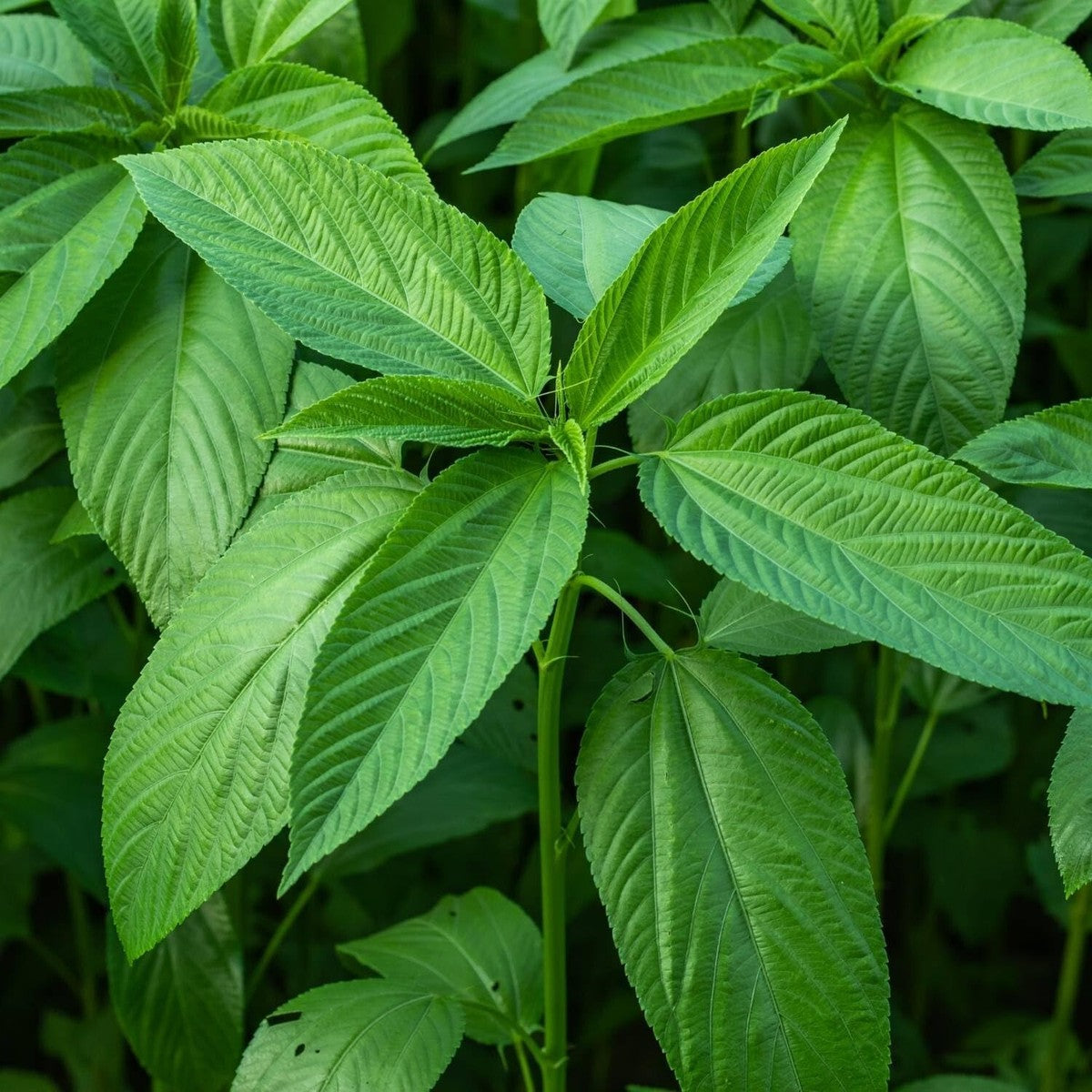 Egyptian Green Molokhia plant