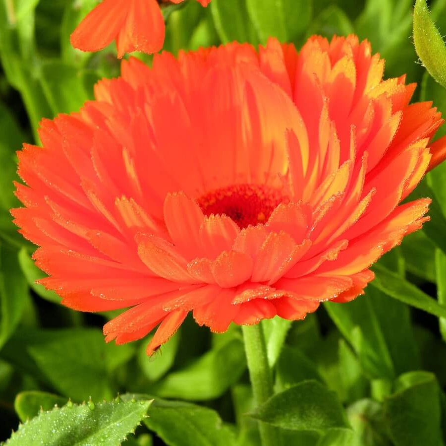 Geishe Girl Calendula plant