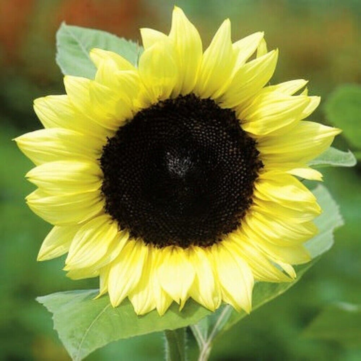 Light Yellow flower seeds