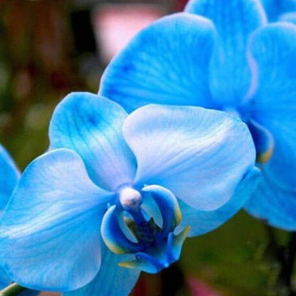 Blue Phalaenopsis Orchid plant