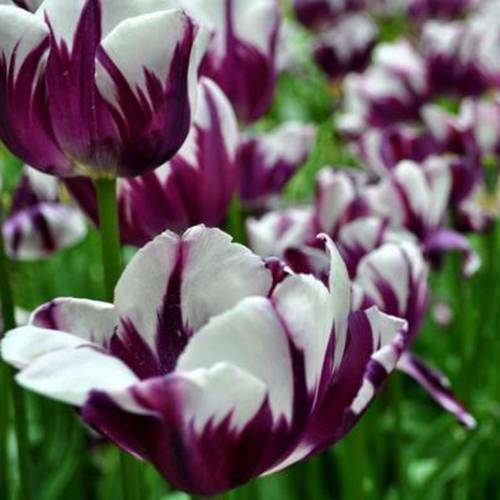 White Lavender flower seeds
