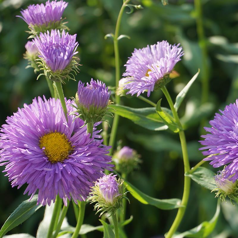 Purple Yellow flower seeds