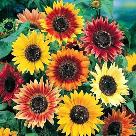 Sunflower Bonsai flower seeds