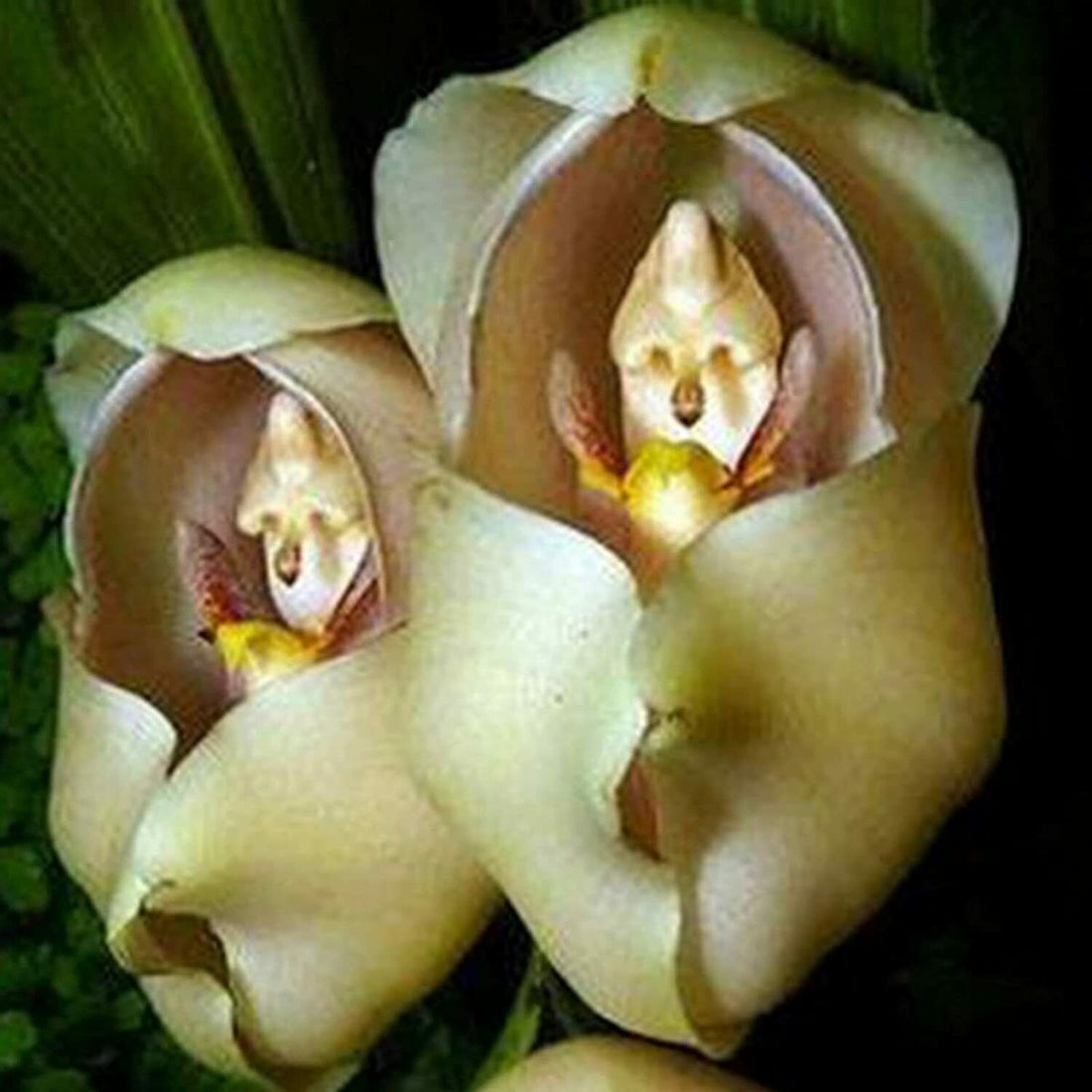 Cream Eggs flower seeds