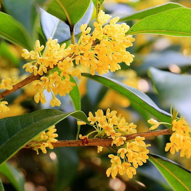 Yellow Osmanthus flower seeds