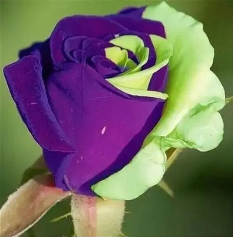 Violet Green flower seeds