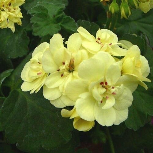 Green Univalve flower seeds