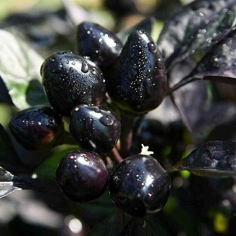 Hawk Ornamental Pepper plant