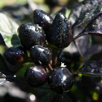 Hawk Ornamental Pepper plant