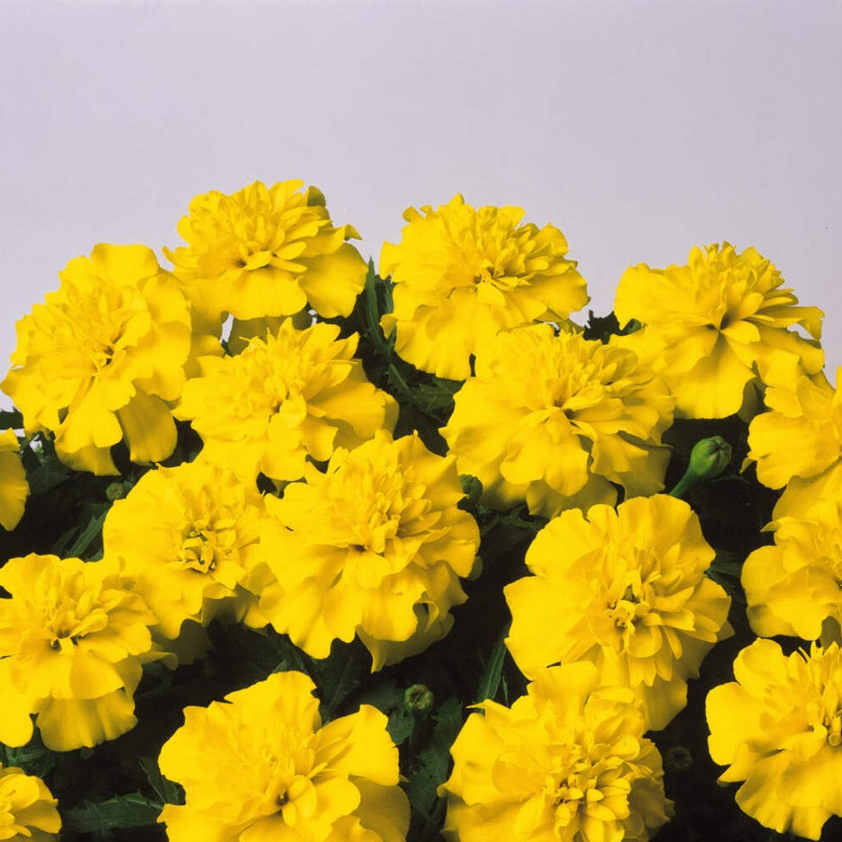 Bonanza Yellow Marigold plant