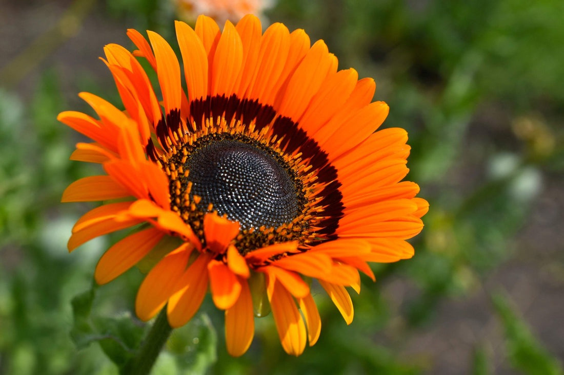 Orange Prince flower seeds