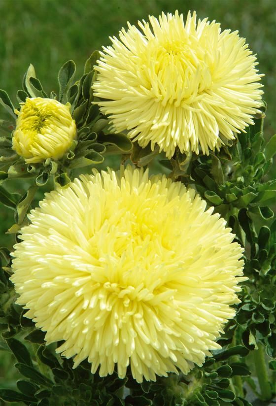 Paeony Herzogin flower seeds