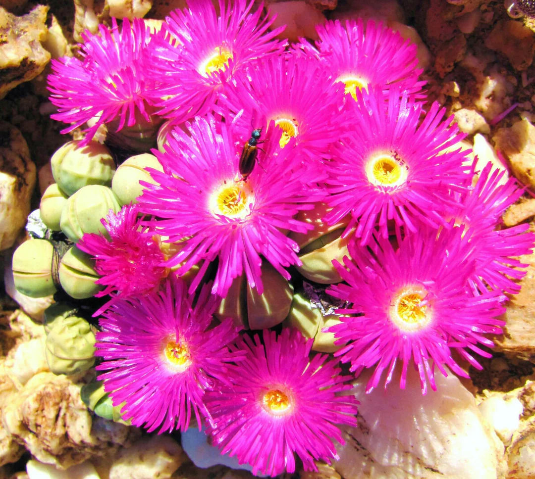 Pink Argyroderma flower seeds