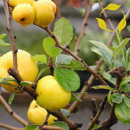 dwarf quince seeds
