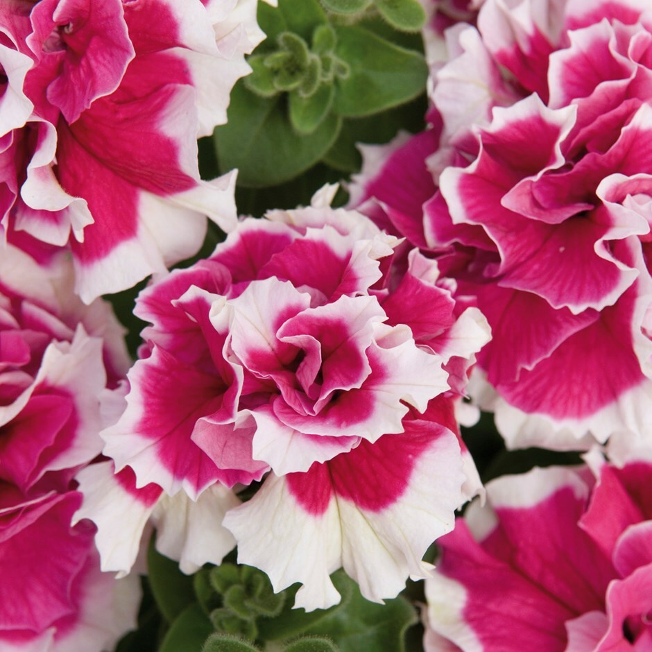 White Pink flower seeds
