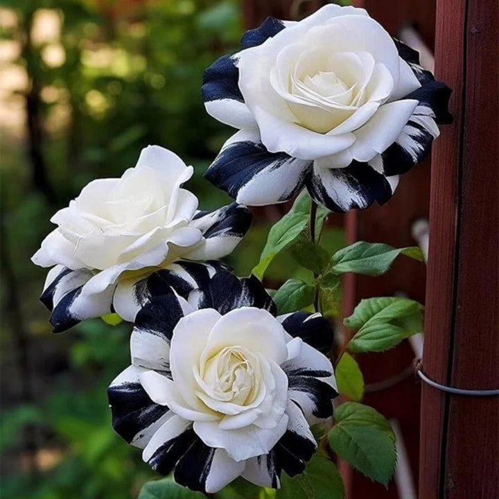 Black White flower seeds