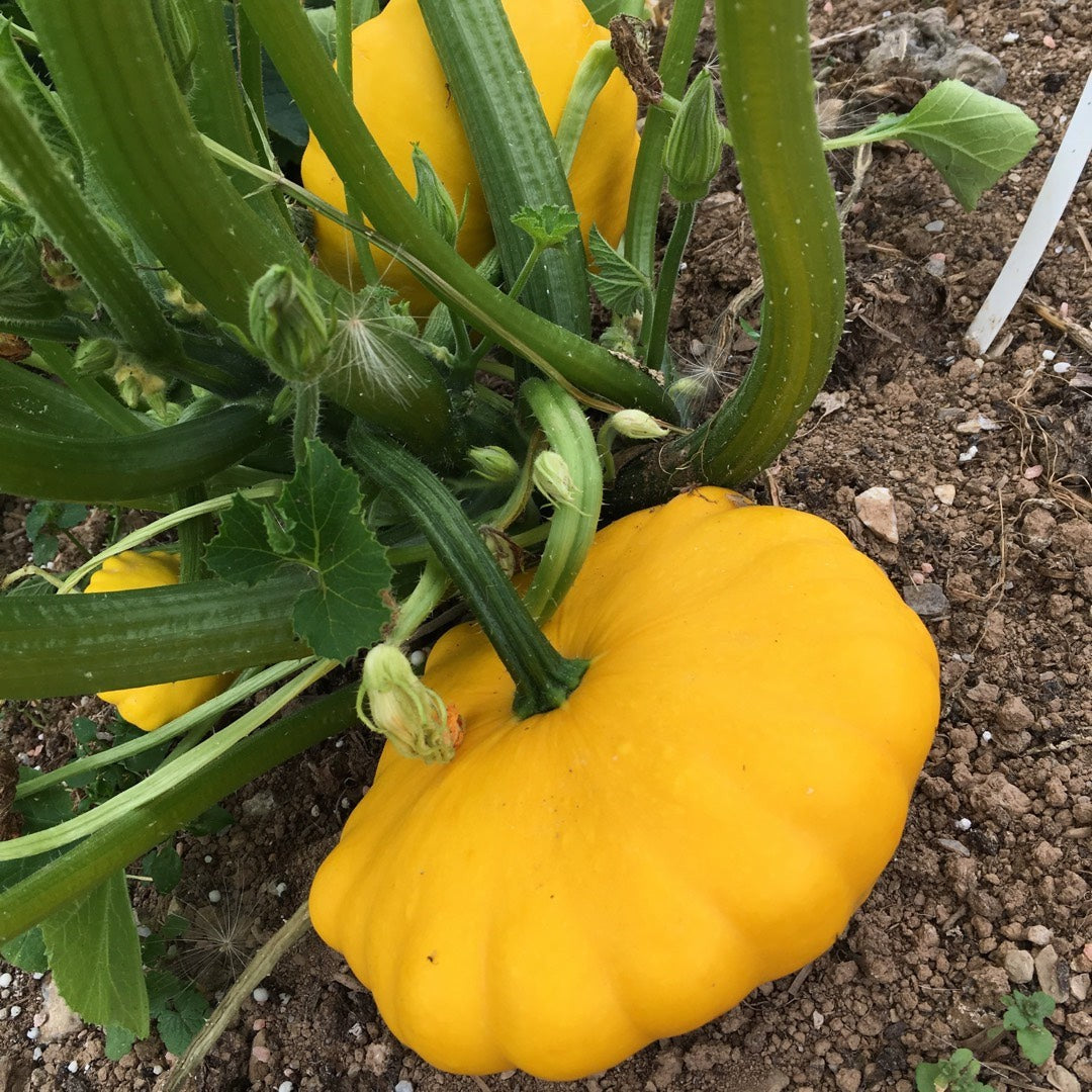 Scallop Squash Seeds