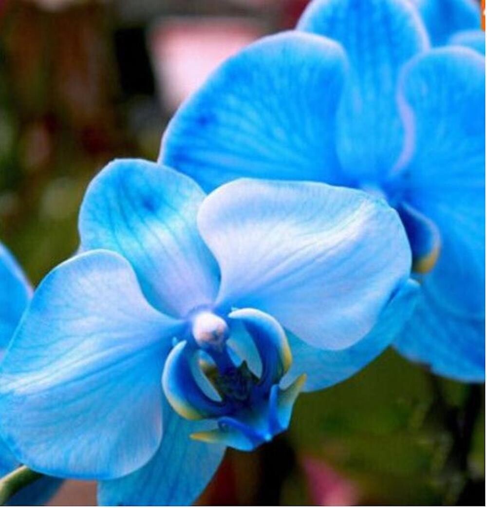 Blue White flower seeds